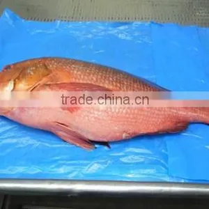 RED SNAPPER thumbnail-2