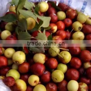Supercritical CO2 Extraction Natural Wild Jujube Oil Factory Supply Private Label Sports Nutrition Supplements thumbnail-1
