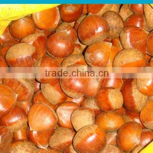 Eating Chinese Chestnut thumbnail-1