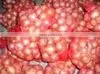 Giving You a Healthy Life From The Egyptian Onion thumbnail-3