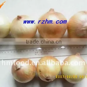 Fresh Onion thumbnail-1
