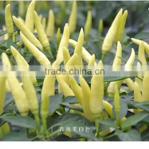 Hot Sale Hybrid Yellow Chili Pepper Seeds-Xin Shu thumbnail-2