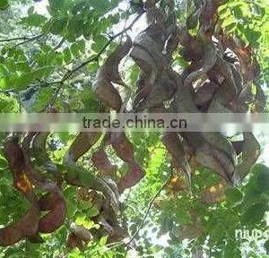 2015 Gleditsia Sinensis Lam Seeds For Growing thumbnail-4