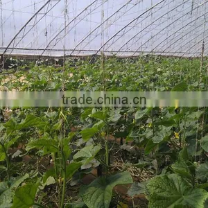 Liquid Fertilizer thumbnail-6