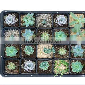Plastic Square Flower Pot thumbnail-2