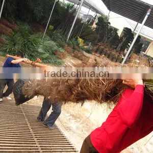 Trachycarpus Fortunei Expoter thumbnail-1