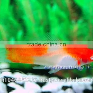 Santa Swordtail Fish Farm - Tropical Fish For Sale thumbnail-5