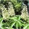 Horse Chestnut Extract thumbnail-1