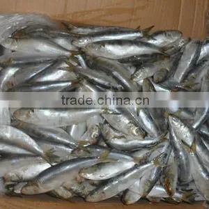Frozen Sardines (Sardinella Longiceps) for Bait and Canning 250pcs thumbnail-6