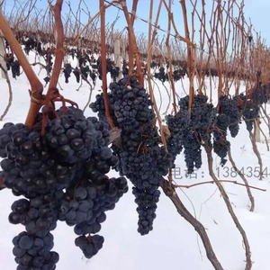 Ji\'an Midea Manor Winery Co., Ltd company overview - view 2 thumbnail