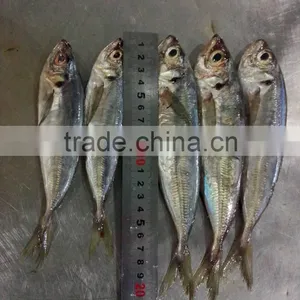 Best Sell Frozen Horse Mackerel Whole Round thumbnail-1