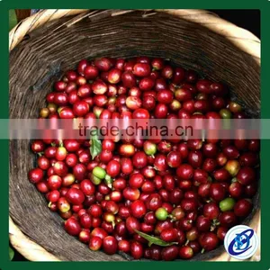 Laos Green Coffee Beans Green Bean Coffee thumbnail-1