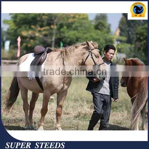 Black Leather/PVC/TPU Bridle and Reins thumbnail-1