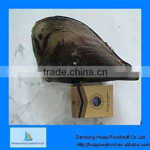 Comb Pen Shell Pinna Pectinate thumbnail-1