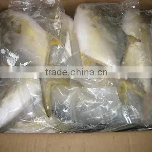Frozen Golden Pomfret / Pompano thumbnail-1