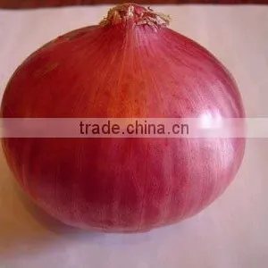2012 Indian Fresh Red Onion thumbnail-1