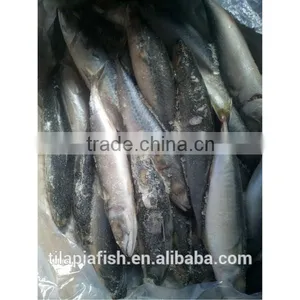 Good Quality Mackerel Fish Frozen thumbnail-6