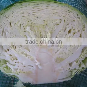 Wholesale Price of Cabbage thumbnail-1