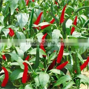 Hybrid F1 Red Hot Chili Seeds For Sale-Bright Sunshine thumbnail-1