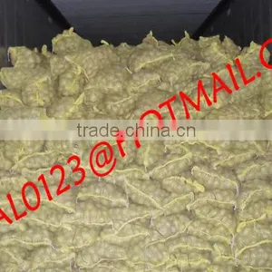 BANGLADESHI HIGH QUALITY FRESH GRANOLA POTATO AND DIAMOND POTATO FROM EXPORT TRADE ASSOCIATE WITH CHEAP PRICE thumbnail-6