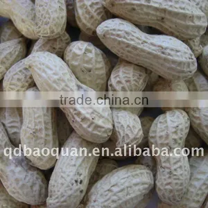 Roasted New Crop Peanuts in Shell thumbnail-1