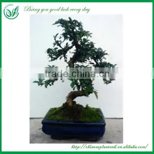 Bonsai Tree In Bonsai thumbnail-3