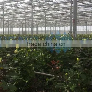 Agricultural Multi Span Glass Greenhouse thumbnail-3