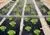 PE Agricultural Black Mulch Film With Different Holes thumbnail-5