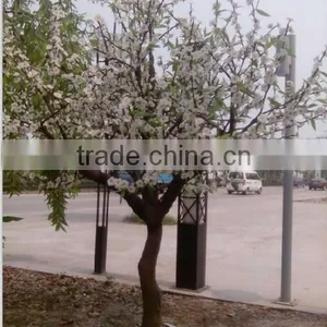 SJ218008 Artificial White LED Cherry Blossom Tree Light With RoHS SAA thumbnail-3