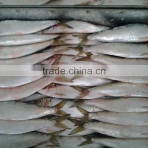 2016 Hot Sale Land Frozen Sardine For Bait thumbnail-3