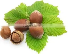 Raw Hazelnuts Roasted Hazelnuts / Filberts (Unsalted / Unsalted) for Sale thumbnail-1