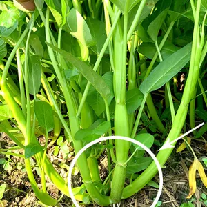 6g Buy Hybrid Asian Green Leaf Vegetable Water Spinach Seeds Ipomoea Aquatica Seeds thumbnail-1