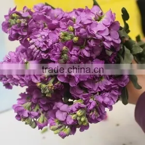 Cheap Best-Selling Light Purple Violets thumbnail-5