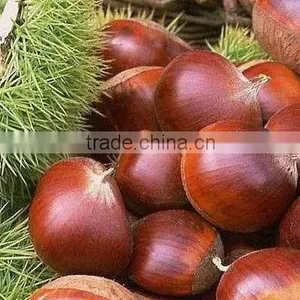 Frozen Chestnut thumbnail-1