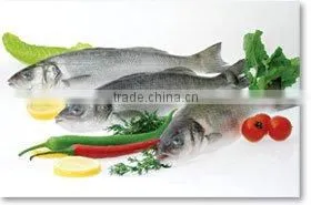 Sea Bass Fish thumbnail-1