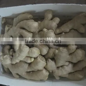 Ginger thumbnail-1