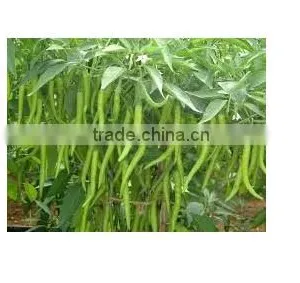 Green Chilli thumbnail-2