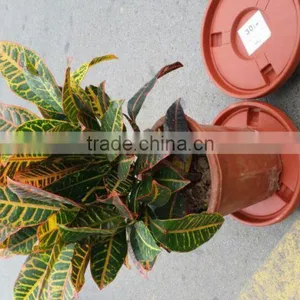 China Supplier Sell Well Garden Used Removable Plastic Plant Tray With Wheels thumbnail-1
