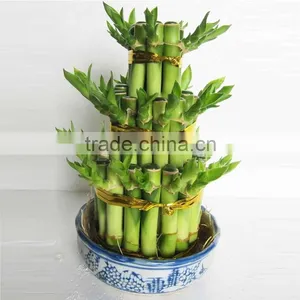 Dracaena Lucky Bamboo for Elderly thumbnail-4