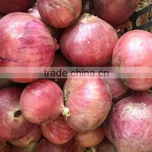 Superior Fresh Red Onion From Onion Exporters China thumbnail-3