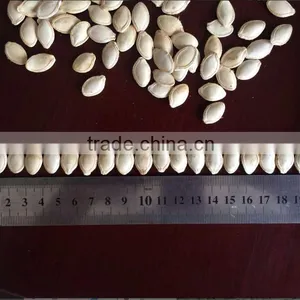 Good Price/sunshine Pumpkin Seeds thumbnail-2