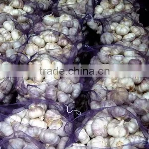 Dry Red Egyptian Garlic thumbnail-1