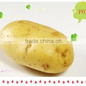 Holland Potato thumbnail-1