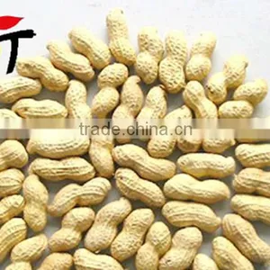 Recommend High Quality and Good Price Organic Delicious Roasted Peanuts thumbnail-3