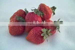 Fruit Powder thumbnail-1