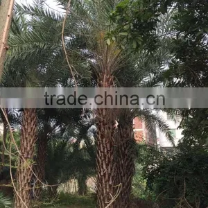 Large Date Palm Tree thumbnail-1