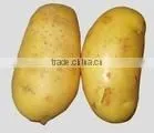 Fresh Potato thumbnail-1
