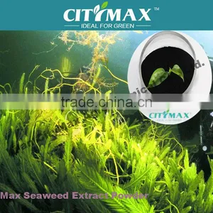 HOT!!! Ascophyllum Nodosum Seaweed thumbnail-1