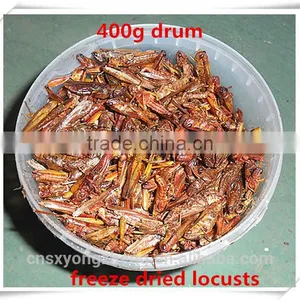 Drum(400g) Packed Freeze Dried Crickets For Wild Bird ;Dried Cricket For Bird thumbnail-1