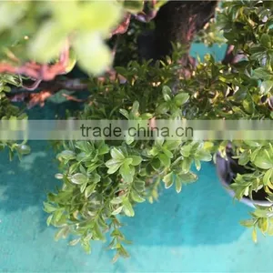 Home Garden Decoration 50cm to 160 cm Hight Small Indoor Canadian Artificial Green Pot Plastic Similar Pine Trees ELSPZ02 0904 thumbnail-2